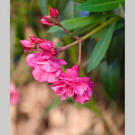 Mare Blue - A 150m Dal Mare 别墅 *